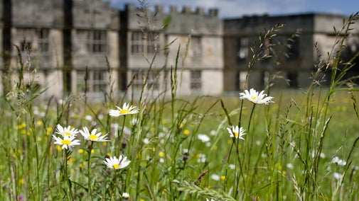 Wildlfower meadow in the foreground with the Hall beyond at Gibside, Newcastle upon Tyne